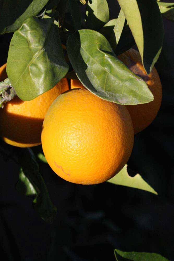            Fruit (Valencia Late, Riverside, CA)   